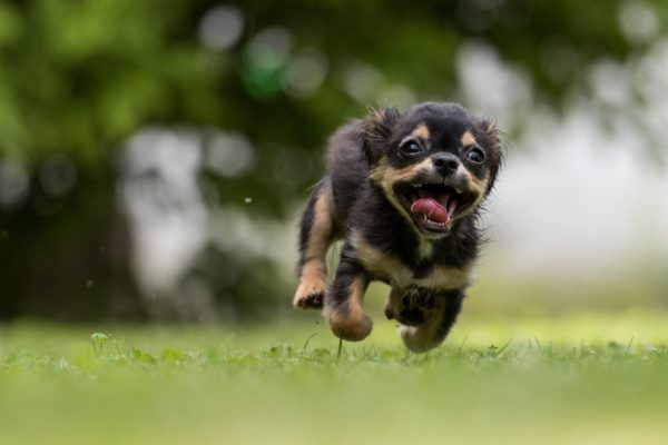 Le Top 10 des plus petits chiens