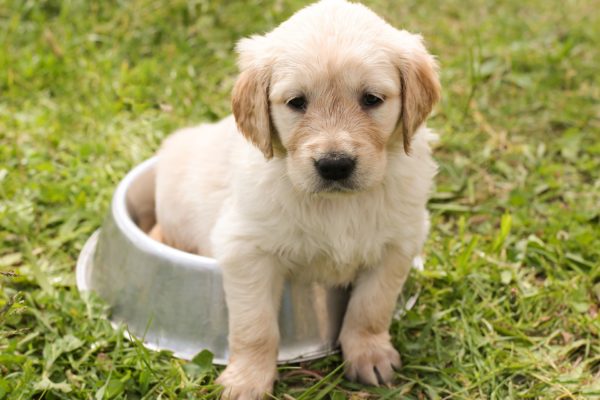 Les petits chiens préférés des Français