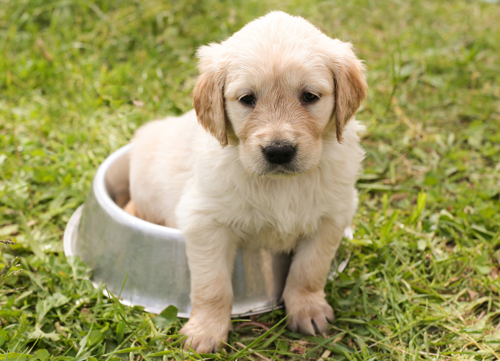 Les petits chiens préférés des Français