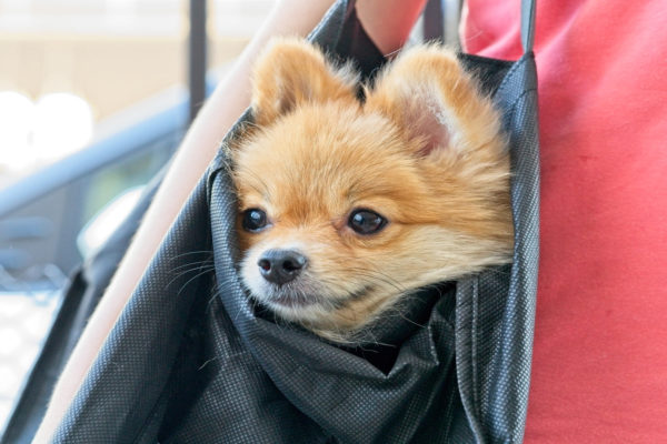 J’ai un petit chien, est-ce que je peux le porter en sac à main ?