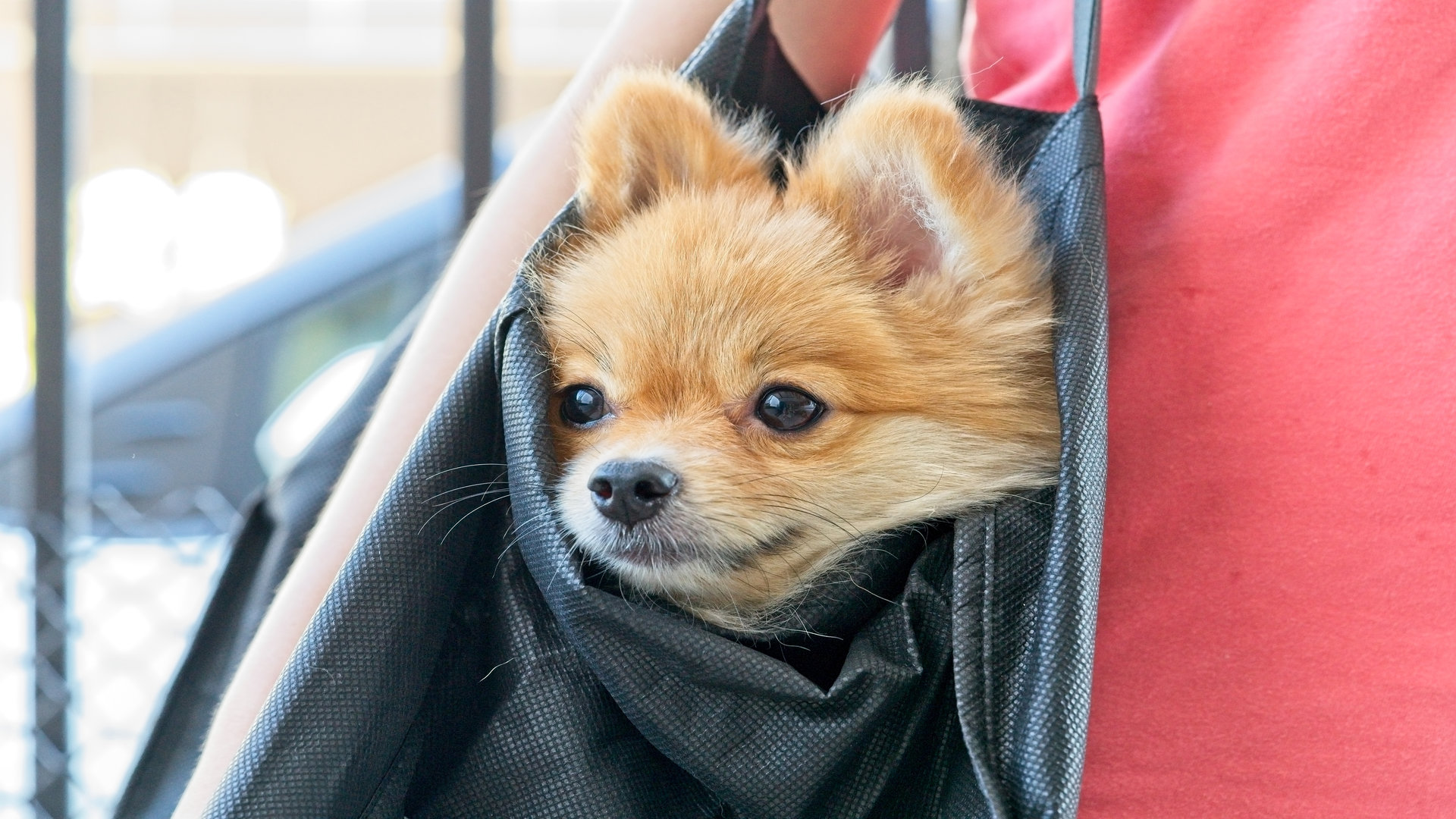 J’ai un petit chien, est-ce que je peux le porter en sac à main ?