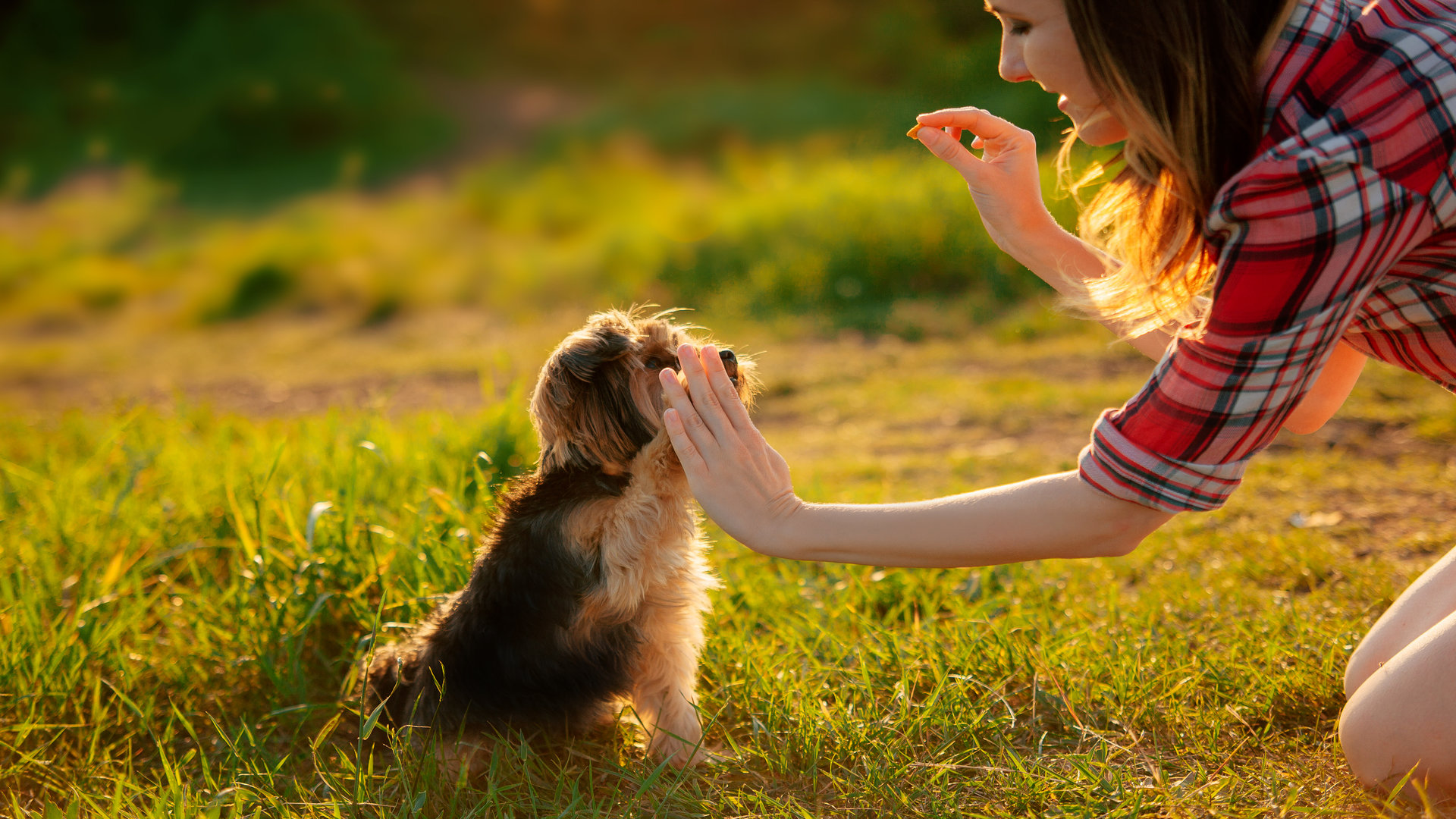 Dressage des petits chiens : est-ce aussi important ?