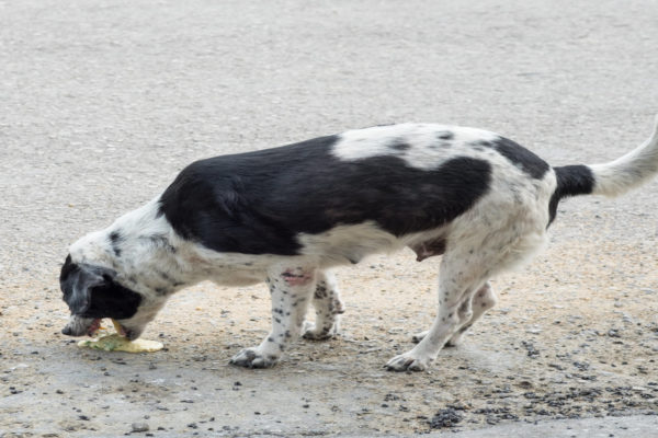 Chien qui vomit : quelles en sont les raisons