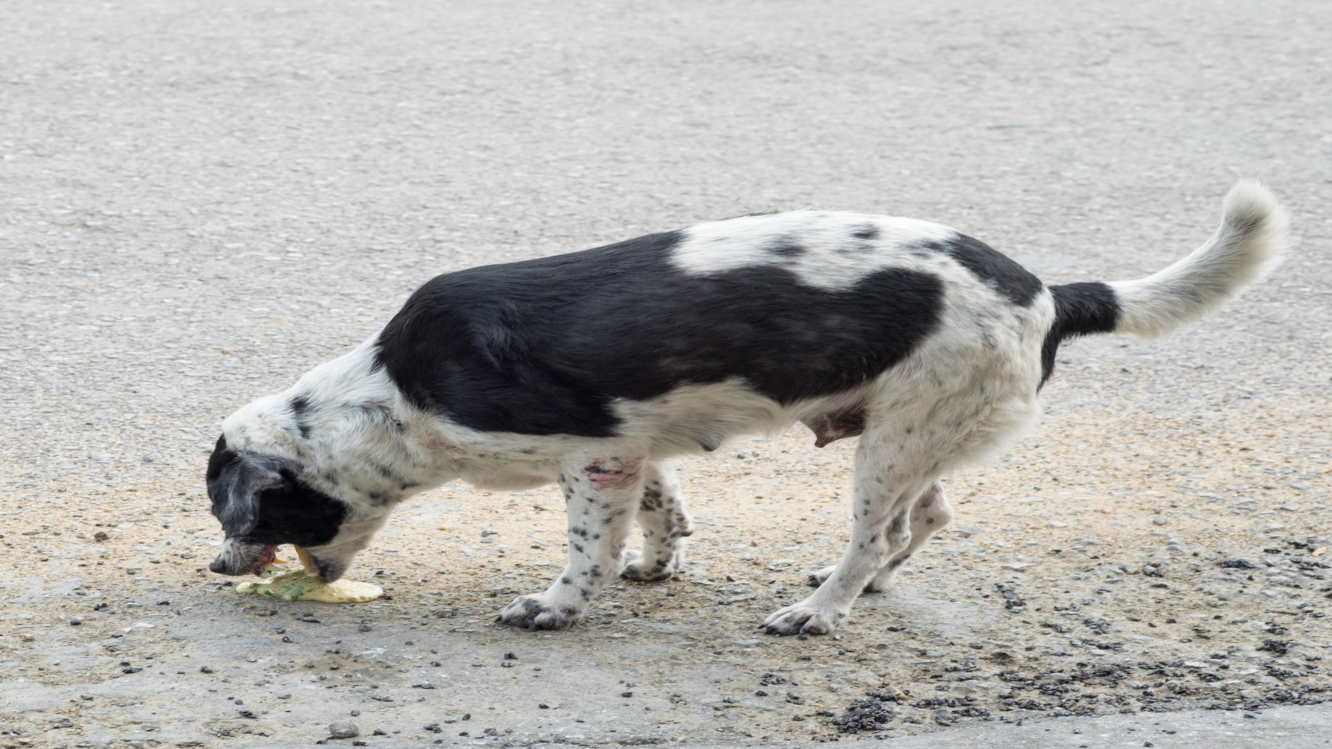 Chien qui vomit : quelles en sont les raisons