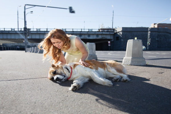 Chiens et chaleur ne font pas de bons compagnons