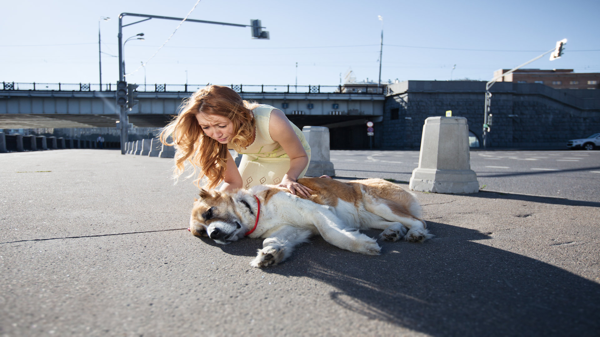 Chiens et chaleur ne font pas de bons compagnons