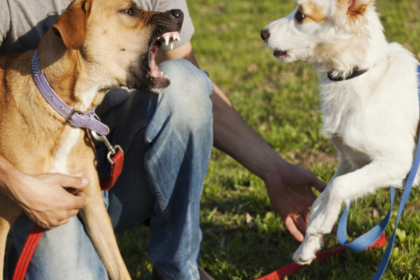 Comment mettre un terme à une bagarre de chiens ?