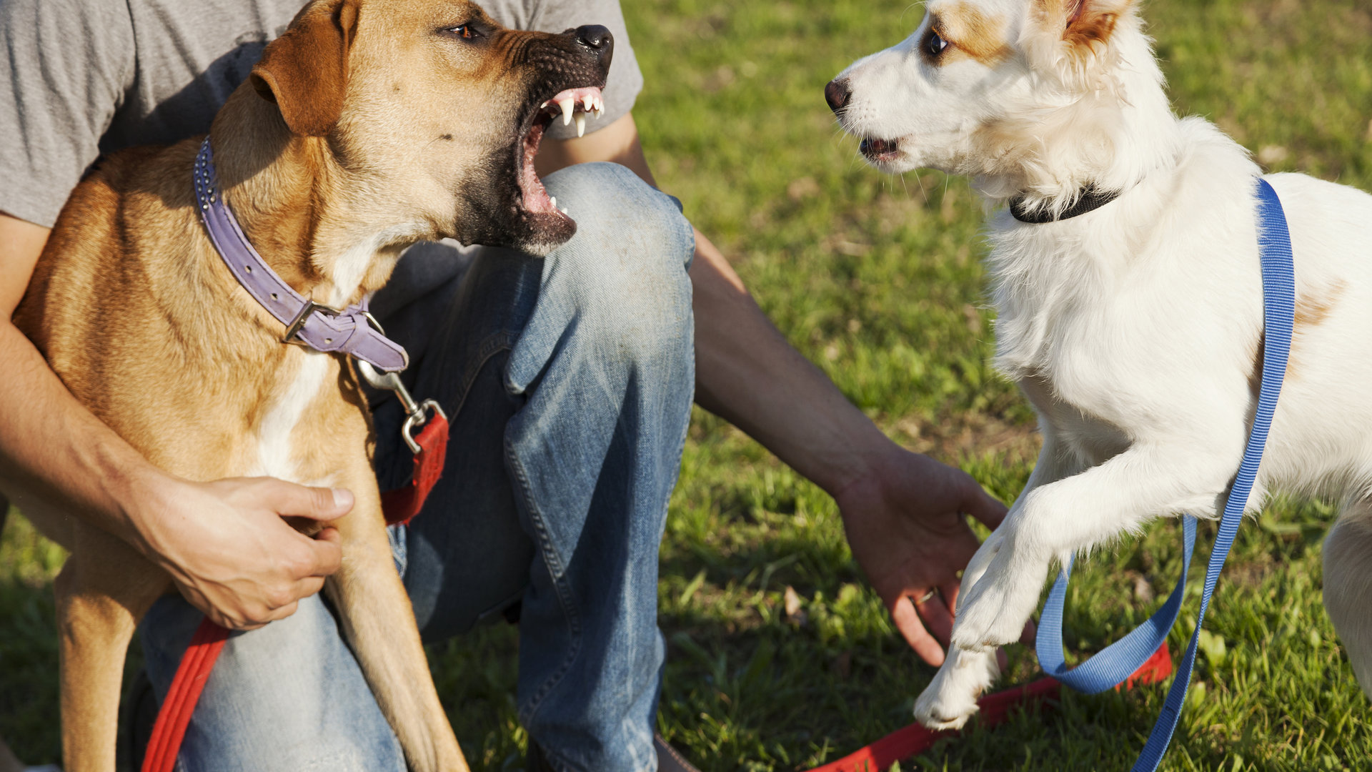 Comment mettre un terme à une bagarre de chiens ?