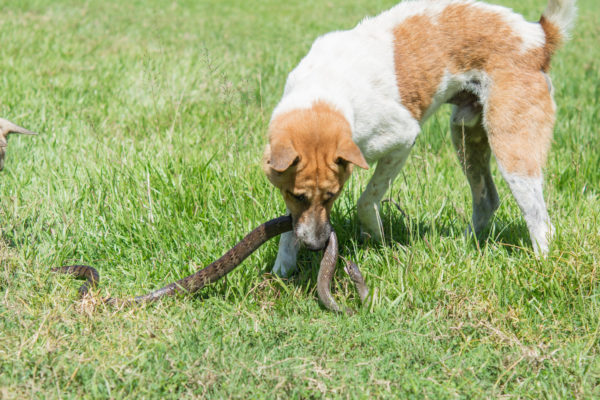 Dans certaines contrées, les chiens servent à tuer les serpents