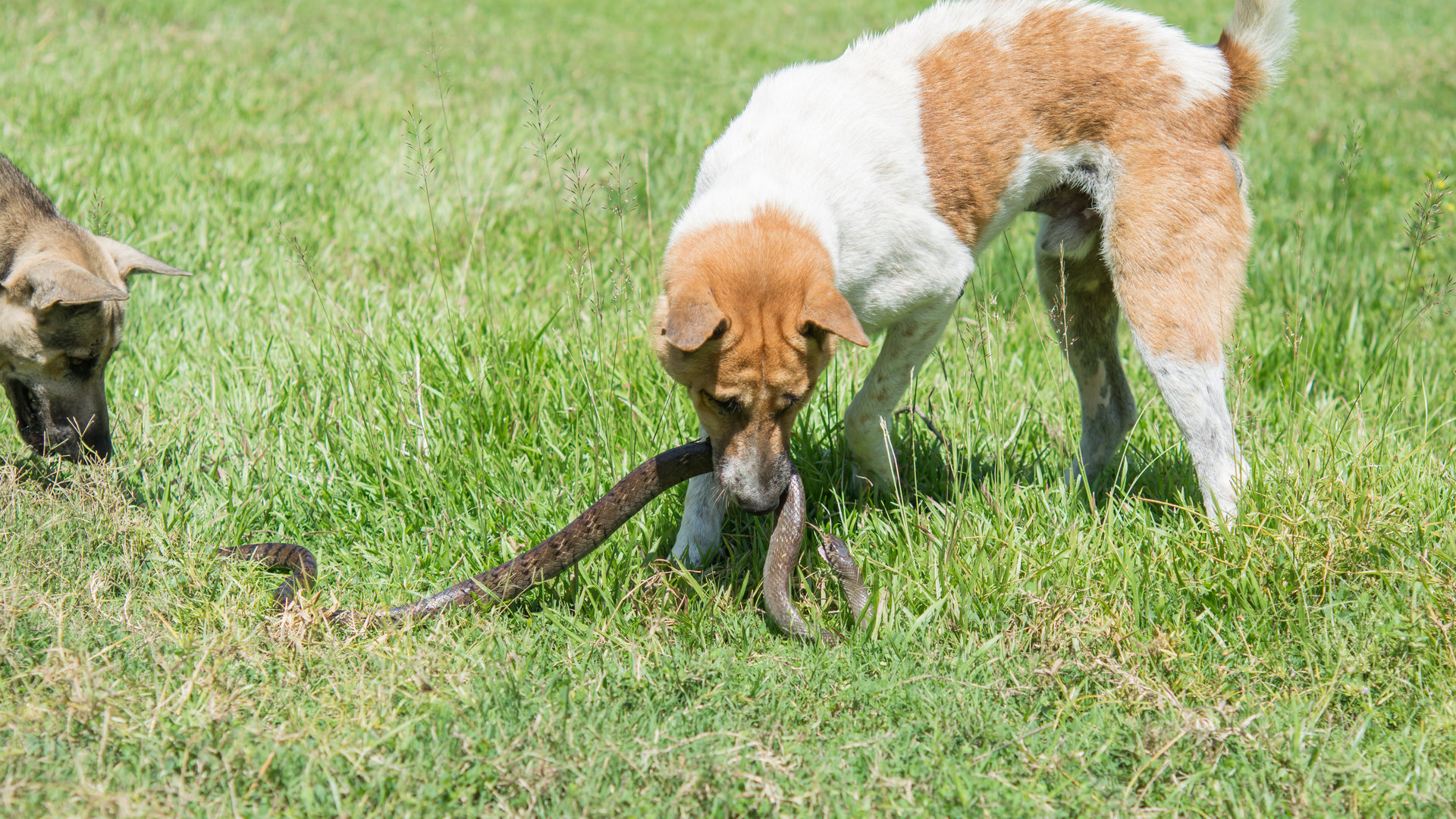 Dans certaines contrées, les chiens servent à tuer les serpents