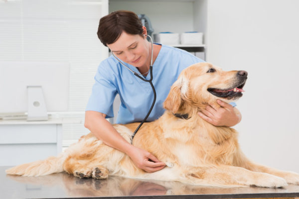 Habituer son chien aux séances chez le vétérinaire : quelques astuces