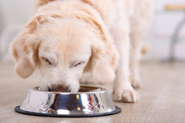 Les aliments à éviter absolument pour nos chiens