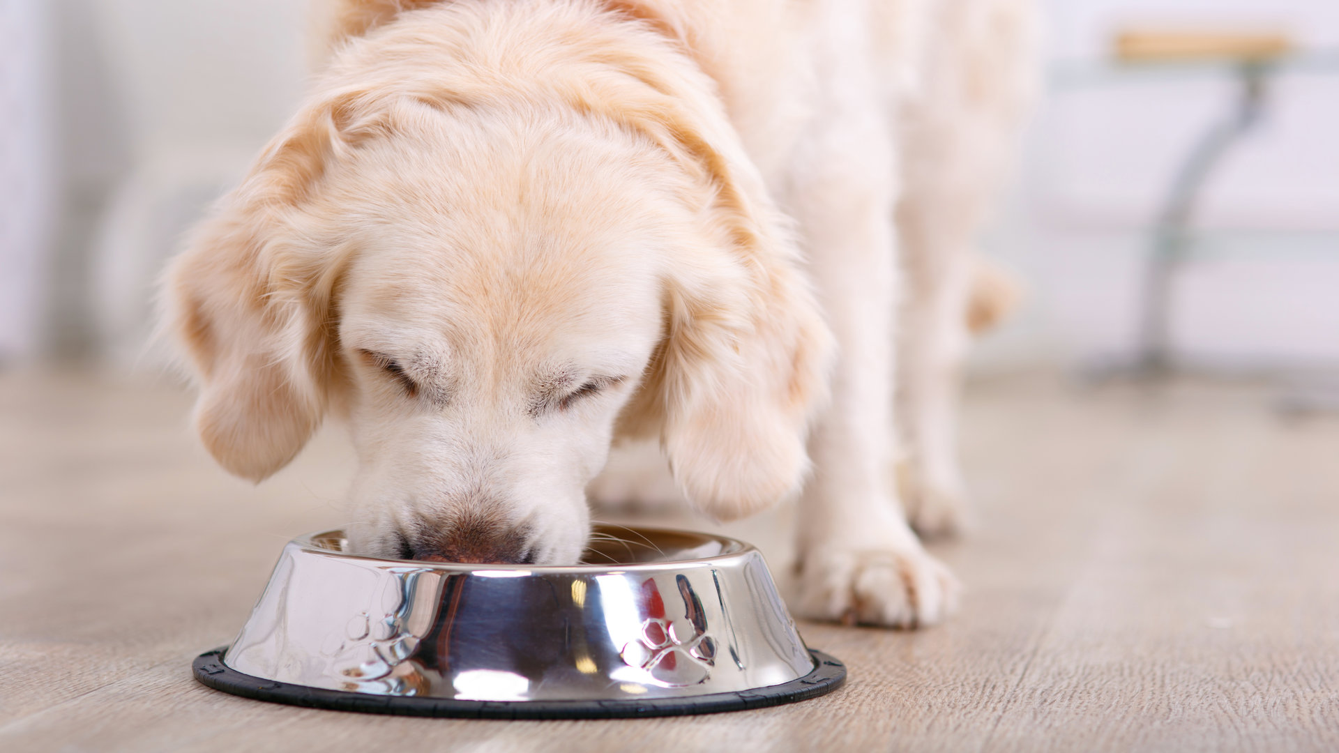 Les aliments à éviter absolument pour nos chiens