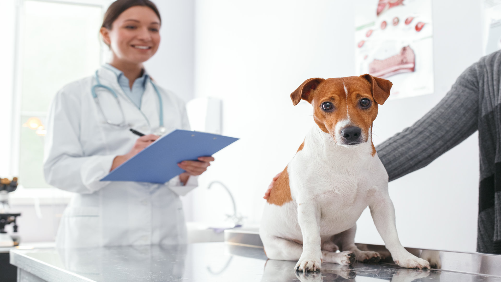 Les garanties à souscrire pour un chien qui est toujours en bonne santé