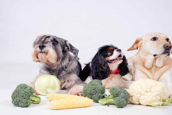 Les légumes à privilégier pour la santé de son chien