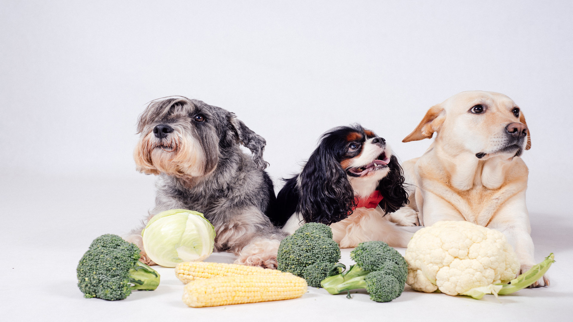 Les légumes à privilégier pour la santé de son chien