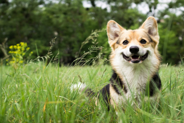 Mon chien n'aboie pas, dois-je m’inquiéter ?