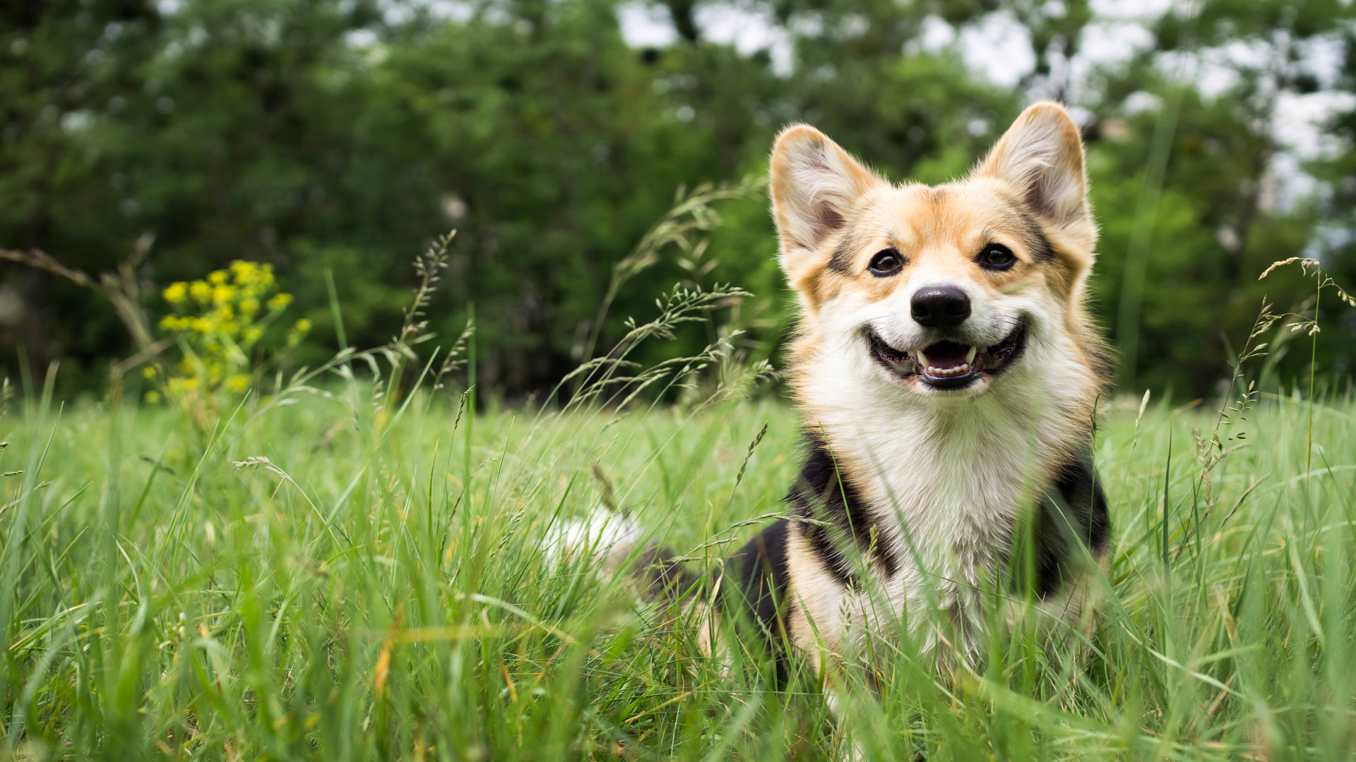 Mon chien n'aboie pas, dois-je m’inquiéter ?