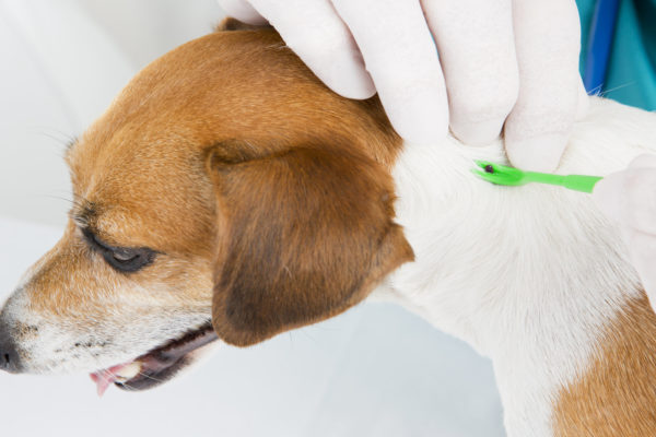 Piroplasmose chez le chien : symptômes, diagnostic et traitement