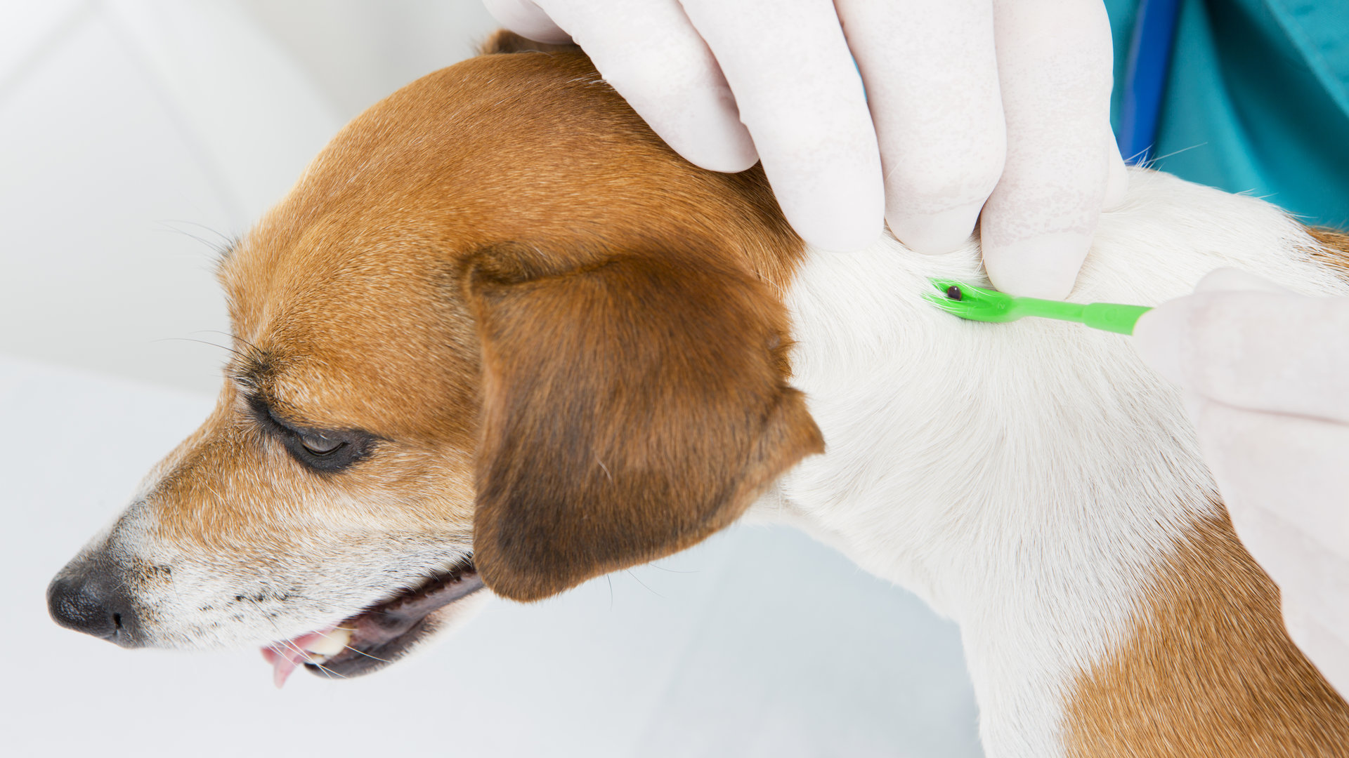 Piroplasmose chez le chien : symptômes, diagnostic et traitement