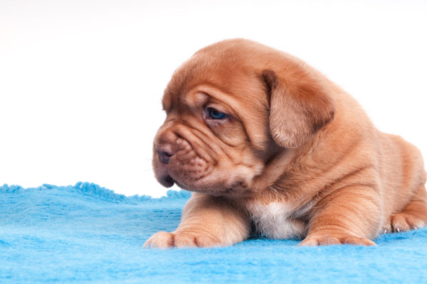 Quel tapis rafraîchissant pour son chien en été ?