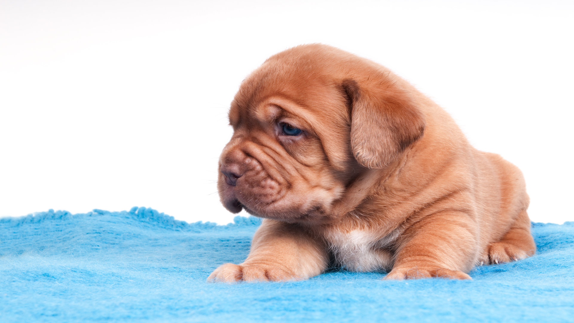 Quel tapis rafraîchissant pour son chien en été ?