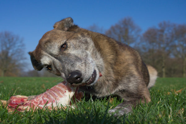 Quelles viandes choisir pour la ration ménagère des chiens ?