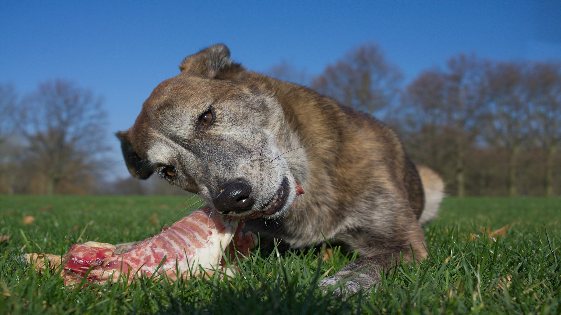 Quelles viandes choisir pour la ration ménagère des chiens ?