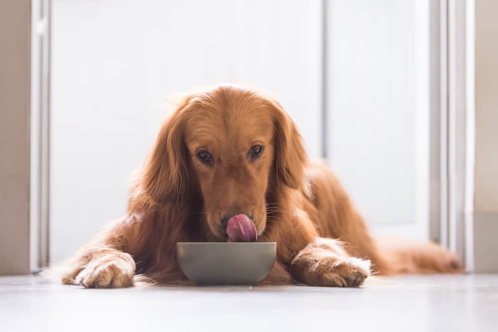 nourriture pour chien